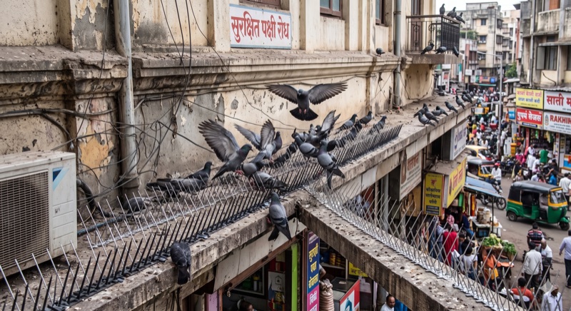 Bird Spikes