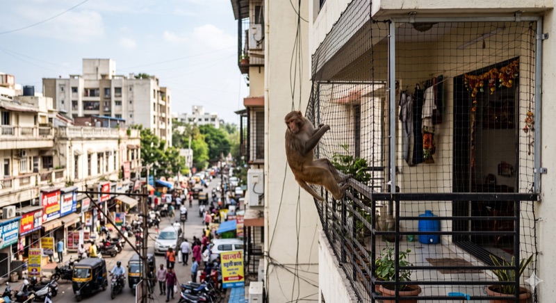Monkey Safety Nets