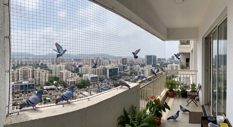 Pigeon Safety Nets